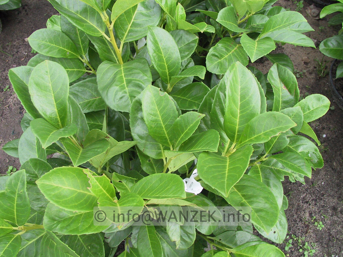 Prunus laurocerasus Etna (klein).JPG